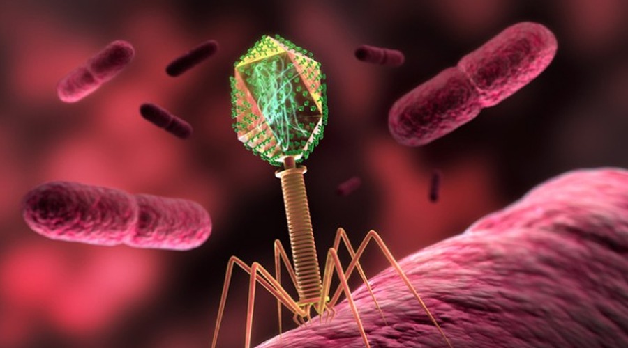 AI ने डिजाइन किए 16 वायरस, E. coli पर दिखा असर